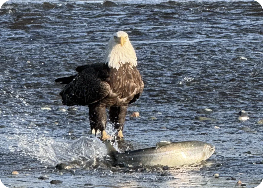 A bald eagle standing over a salmon at the edge of a river.