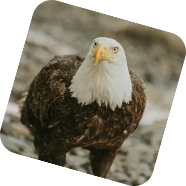 A bald eagle at close range, facing the camera.